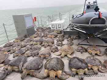 Texas Game Wardens rescue more than 140 cold-stunned sea turtles unable to swim