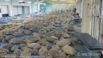 Thousands of 'cold-stunned' sea turtles rescued from Texas coast amid record-breaking deep freeze