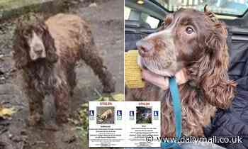 Cocker Spaniel called Bruno is dumped in Leeds after being stolen twice - Daily Mail