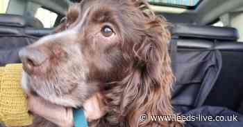Bruno the dog found in Leeds hundreds of miles from home after being stolen TWICE in a week - Leeds Live
