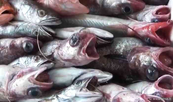 Stop pesca a strascico, E-R chiede revisione giornate fermo - Agenzia ANSA