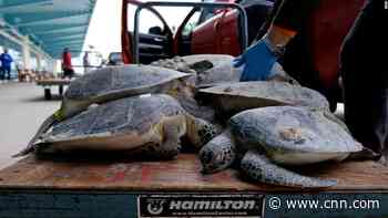 Sea turtles stunned by cold water amid winter storm in Texas
