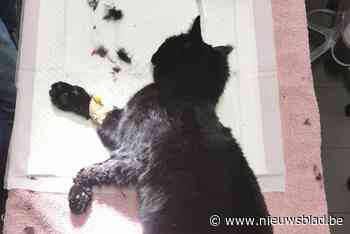 Katje overlijdt door illegale vossenklem (Mol) - Het Nieuwsblad