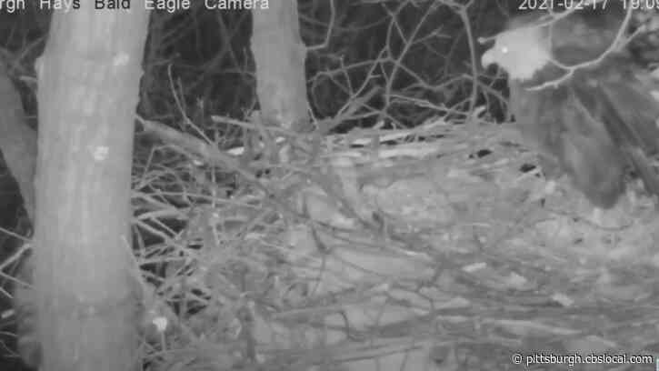 WATCH: Hays Bald Eagle Mother Defends 2 Eggs From Racoon That Intrudes On Nest