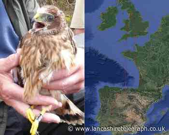 Hen harrier makes epic journey from Lancashire to Spain
