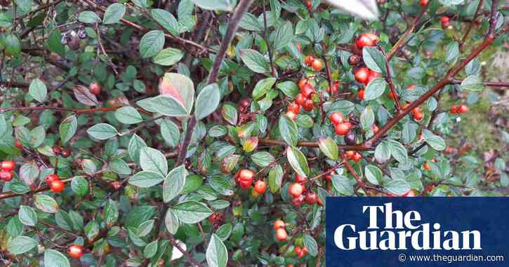 Experts identify 'super-plant' that absorbs roadside air pollution