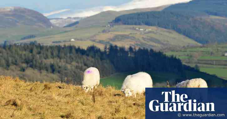 Country diary: hammering hail and a rare sight of crystalline beauty