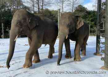 Houston Zoo is closed but it’s a snow day for elephants, llamas and lions - Houston Chronicle