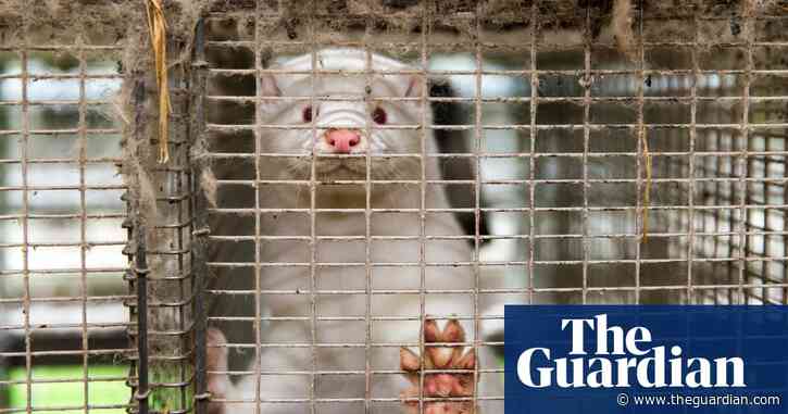 Mink farms a continuing Covid risk to humans and wildlife, warn EU experts