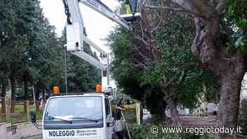 Potatura degli alberi nel quartiere Modena, operai di Castore in azione sul territorio - ReggioToday