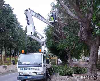 La società Castore in azione per la potatura alberi nel rione Modena - Il Reggino