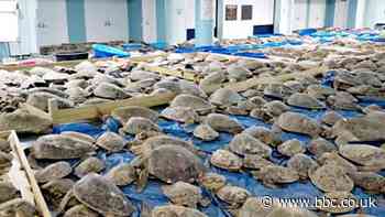 Texas weather: Thousands of cold-stunned turtles rescued