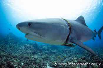 ‘My stomach dropped’: Diver spots tiger shark caught in rope ‘noose’ that had cut into its body