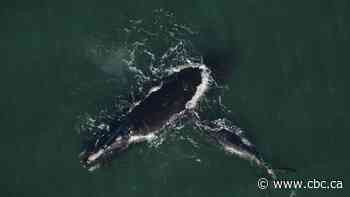 Canada stays course on North Atlantic right whale protections