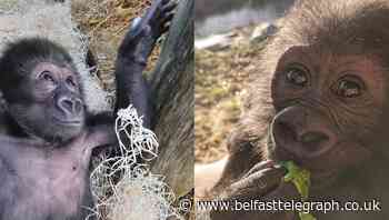 Baby gorilla being hand-reared by keepers at Bristol Zoo ‘making good progress’