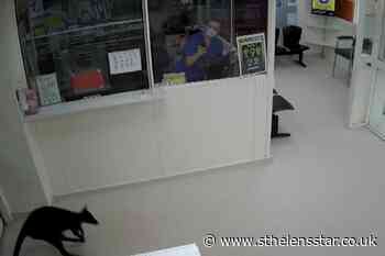 Wallaby bounces around Australian hospital in flying visit - St Helens Star