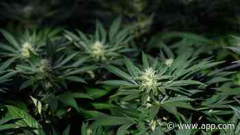 More medical marijuana dispensaries! NJ can issue new licenses after court ruling - Asbury Park Press