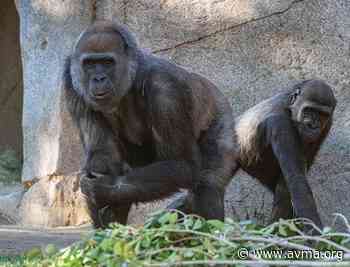 Zoo gorillas recovering from COVID-19 - American Veterinary Medical Association