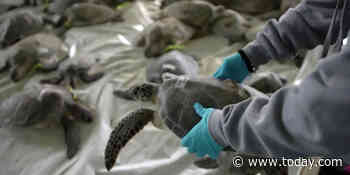 Thousands of 'cold-stunned' turtles are being rescued in Texas