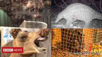 AI used to 'predict the next coronavirus'