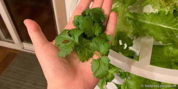 I can grow fresh produce all year long with this indoor planter and it's faster than growing in my greenhouse