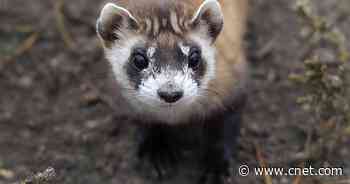 Scientists just successfully cloned an endangered black-footed ferret     - CNET