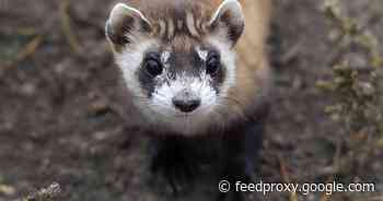 Scientists just successfully cloned an endangered black-footed ferret     - CNET