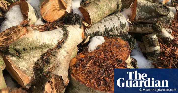 Country diary: uprooting a tree is the ultimate assault on nature