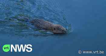 Opnieuw bever gesignaleerd in Rijkevorsels natuurgebied - VRT NWS