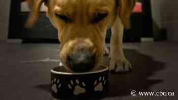 Insect-based dog food aims to cut your pet's carbon pawprint