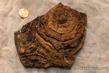 Searching for Martian Life in Samples Collected by NASA’s Mars Perseverance Rover