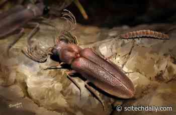 Cretaceous Amber Fossil Sheds Light on Evolution of Bioluminescence in Beetles