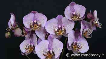 Le orchidee, consigli e segreti per prendersene cura
