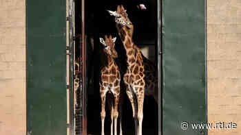 Tierquäler dringen in Zoo ein und bewerfen Tiere mit Flasche und Steinen - RTL Online