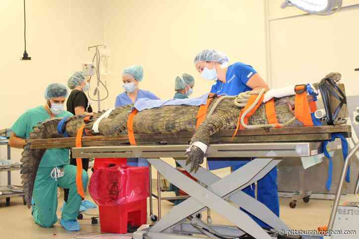 University Of Florida Vets Pull Shoe From Stomach Of 341-Pound Crocodile