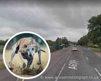 'Killer' dog reportedly on the loose in Burnley
