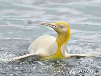 Yellow penguin sighted for ‘first time ever’ in South Atlantic
