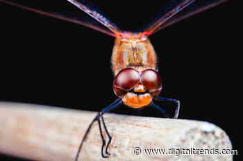 Why engineers are studying dragonflies to build the next generation of drones