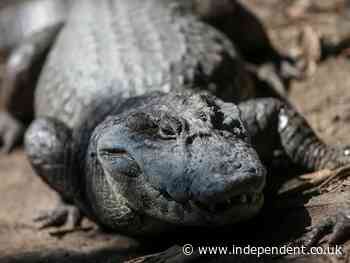 Oklahoma alligators frozen in water with snouts sticking out