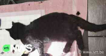 Kat overlijdt door vossenklem in Mol: "Barbaarse praktijken" - VRT NWS
