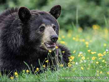 Alaska woman attacked by bear up through her toilet