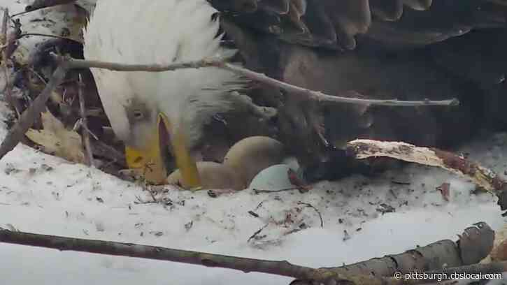 Hays Bald Eagles Lay 3rd Egg