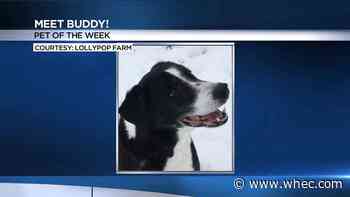 Pet of the Week: Buddy