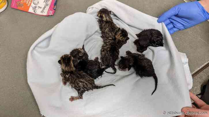 No Cat-Astrophe: Bomb Squad Called For ‘Suspicious Package’ Find Bag Of Kittens