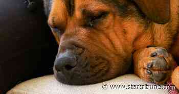 Dog rescued after spending months lost outside in Minnesota's extreme cold