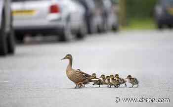 Cold weather and bad drivers increase Texas wildlife deaths