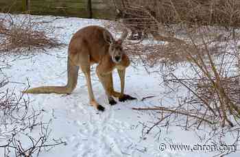 TGR Exotics Wildlife Park wants your spoiled food to feed animals