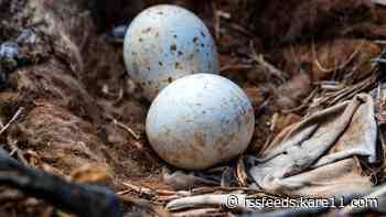Birding tips for nesting season
