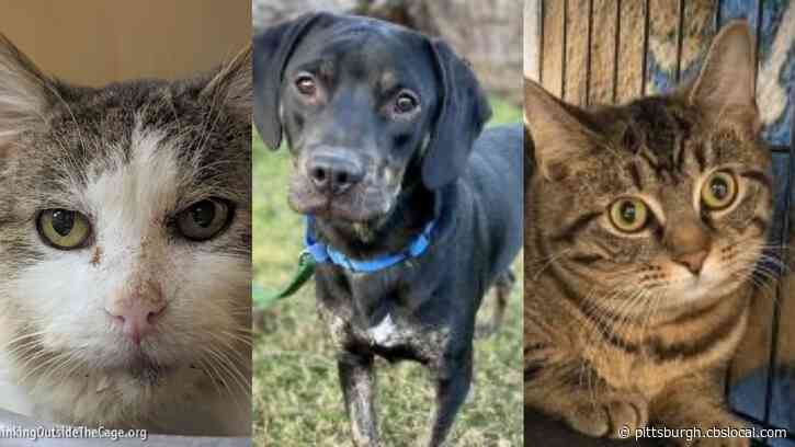 Furry Tails: Smokey, Rapunzel And Bear Are Waiting For Forever Homes