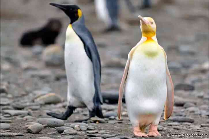 Las imágenes de un pingüino amarillo nunca antes fotografiado